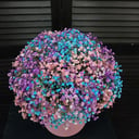 Шляпная коробка с цветами «Гипсофила в коробке ( 7 шт. )»