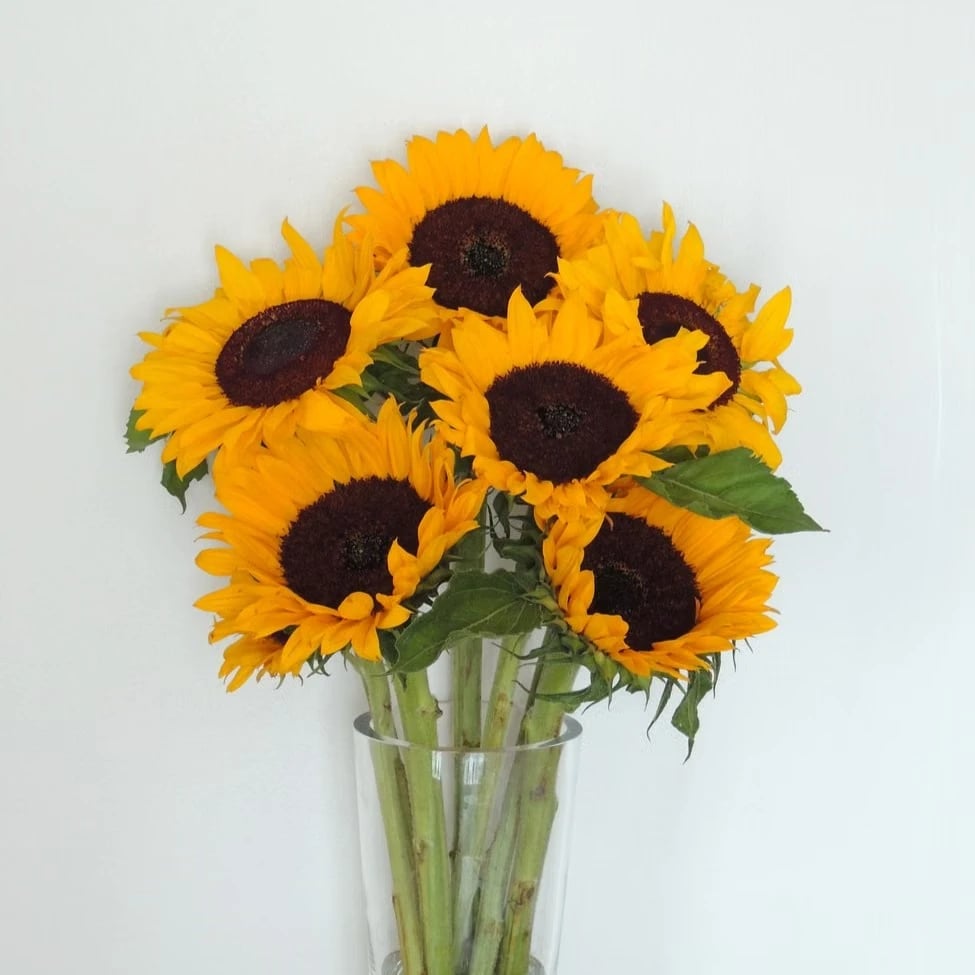 Sunflowers bouquet delivery