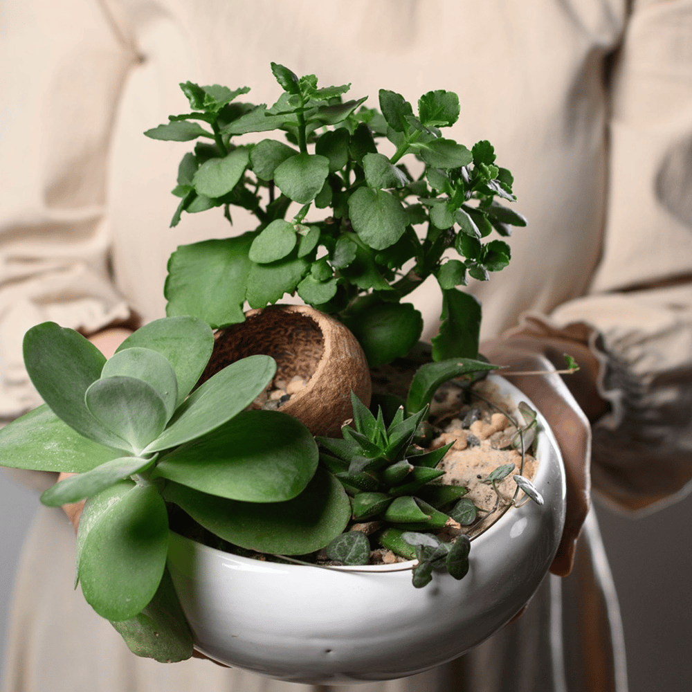 Композиция из комнатных растений оазис