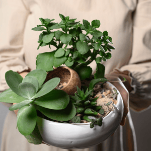 Композиция из комнатных растений оазис