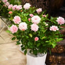 Шалю Де Роуз (Shalyu De Rose)