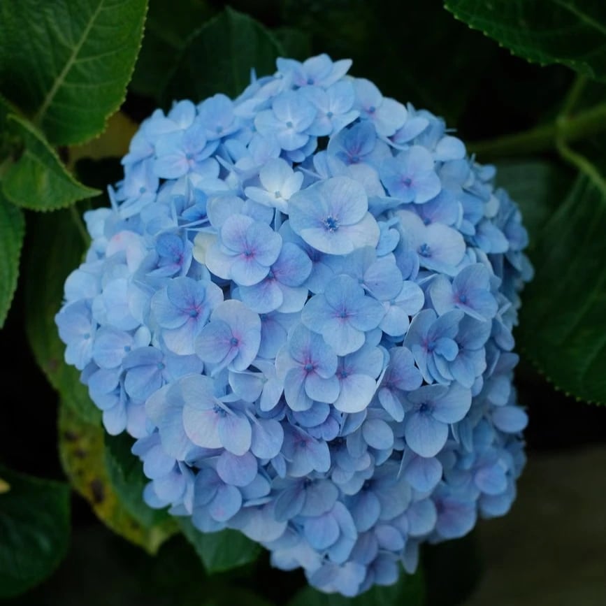 Hydrangeas flowers