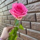 Розовая роза