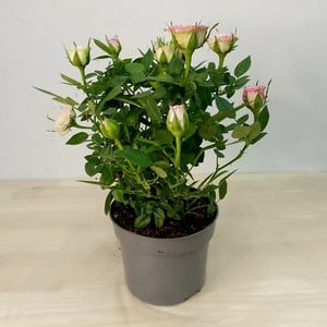 Роза кордана d 10 см Цвет Розовая
