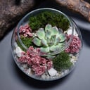 Шар-Флорариум с эхеверией мистери