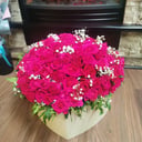 Коробка с цветами «Люблю тебя» из гипсофил