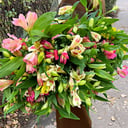 Букет «Альстромерия 19 шт»