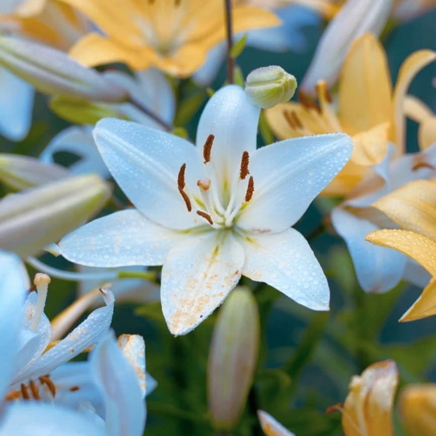 Lilies flowers