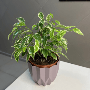 Фикус бенджамина 2