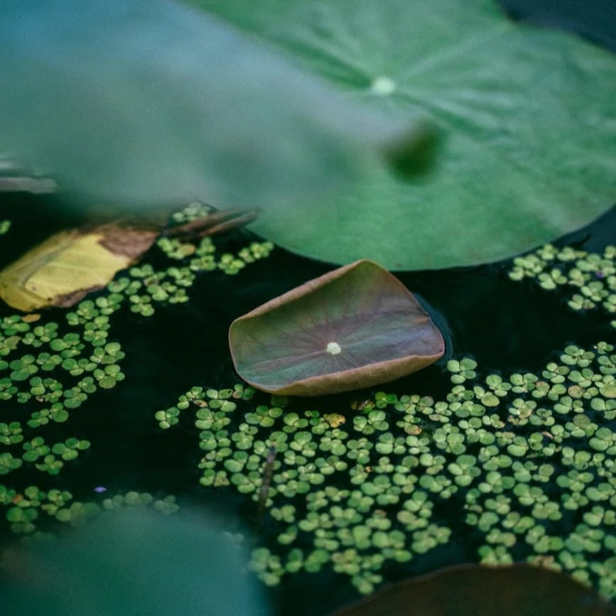 Free-floating aquatic plants on the water surface