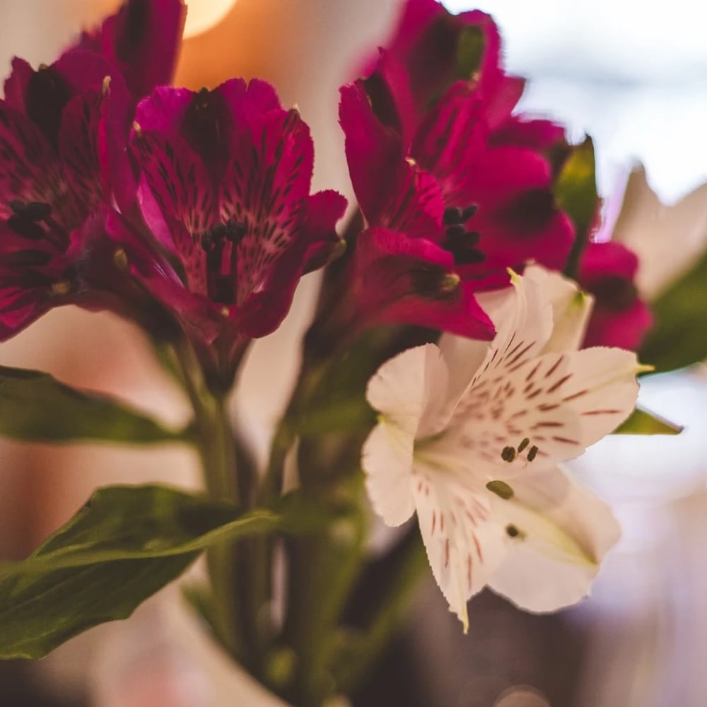 Flowers in Dubai Jlt