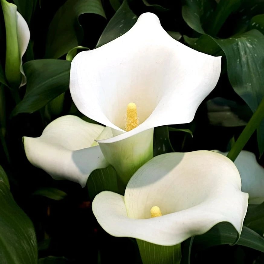 Callas flowers