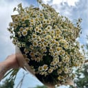 Букет «Ромашки»