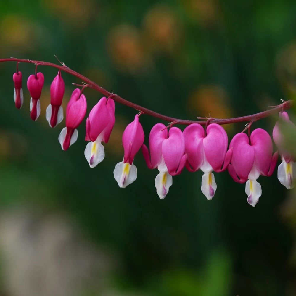 Bleeding heart flowers on arching stems