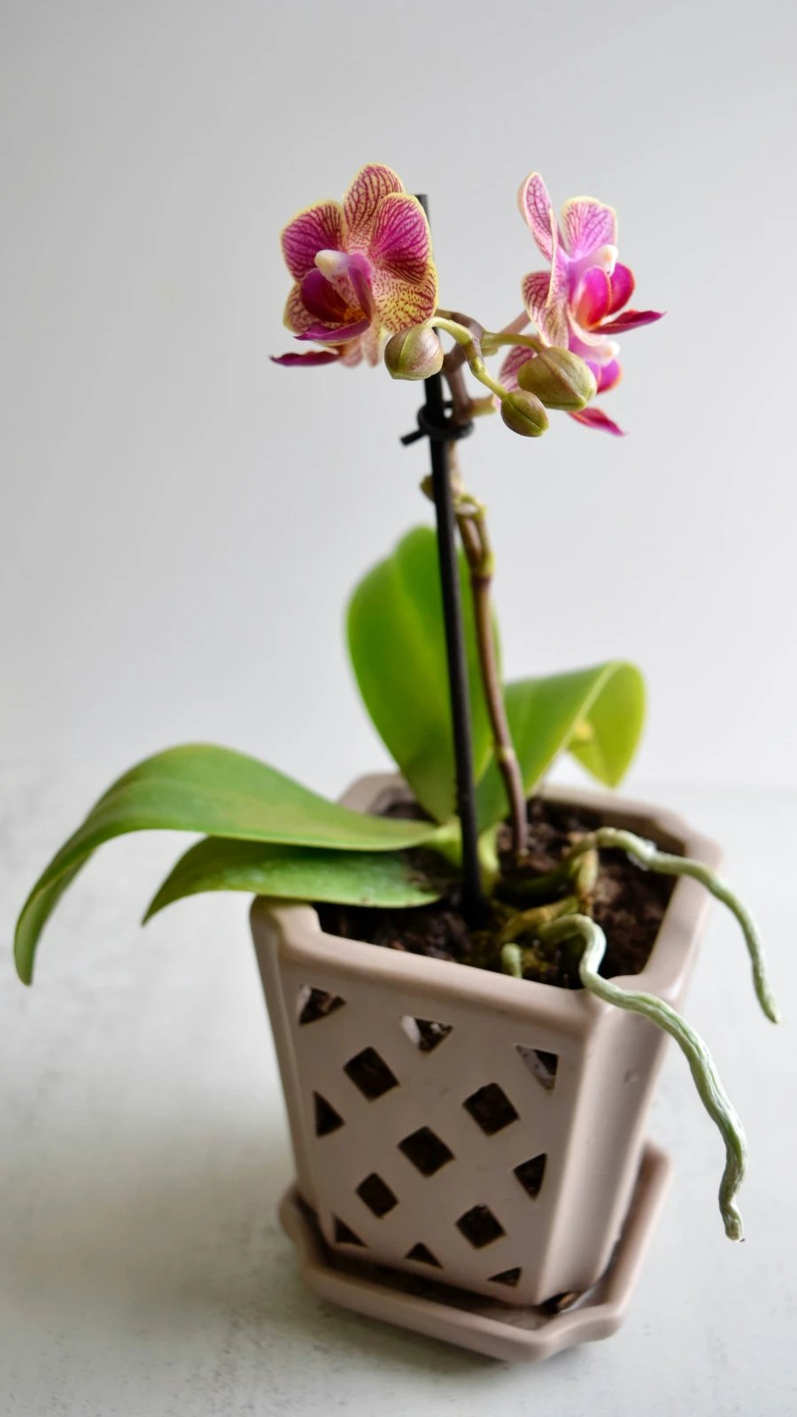 Mother's Day plant gift — potted orchid for delivery across the United Kingdom