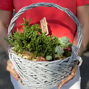 Рипсалис в корзине