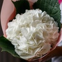 Букет из белой мини гортензии