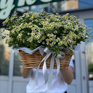 Корзина ромашек из ромашек