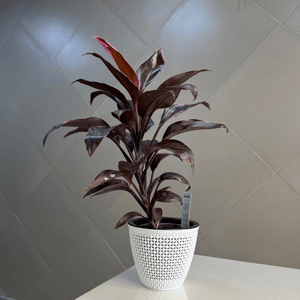 Кордилина Верхушечная