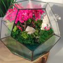 Моссариум Будда