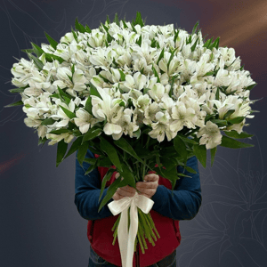 Букет «51 белая альстромерия»