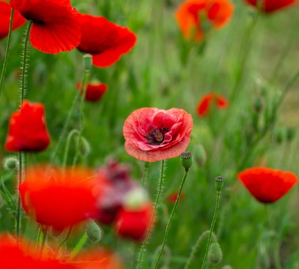 Red poppies in a field