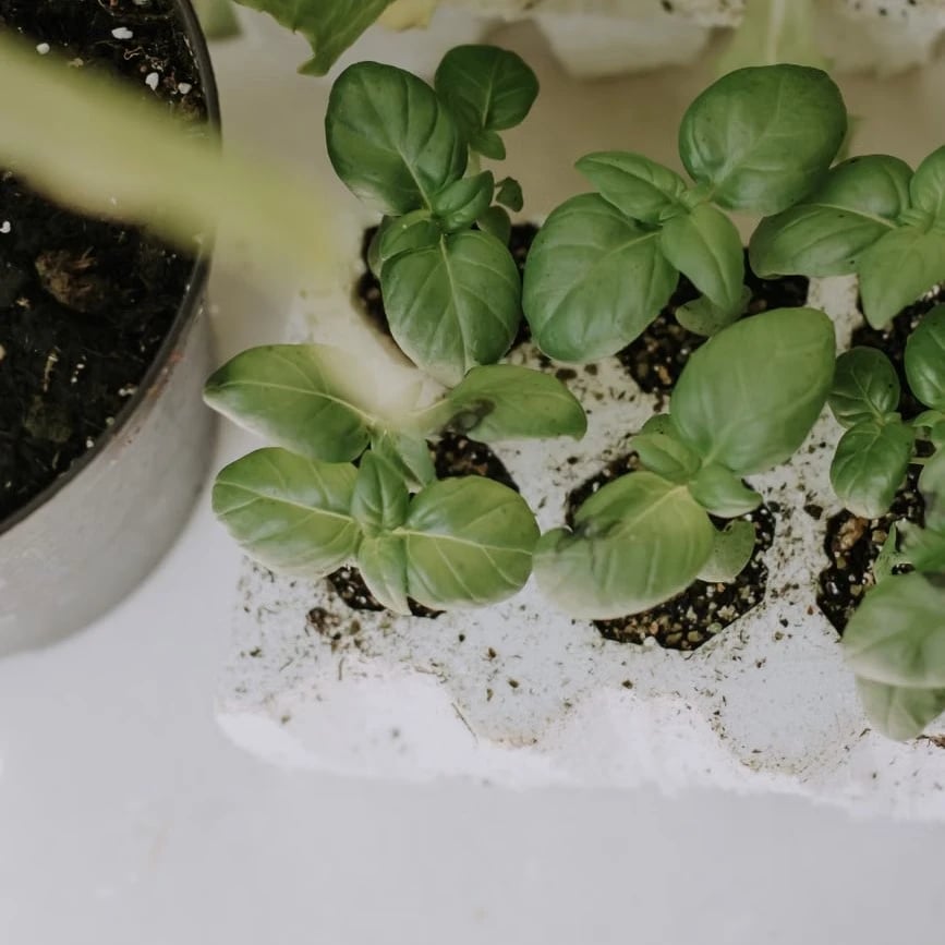 Basil growing alongside companion plants