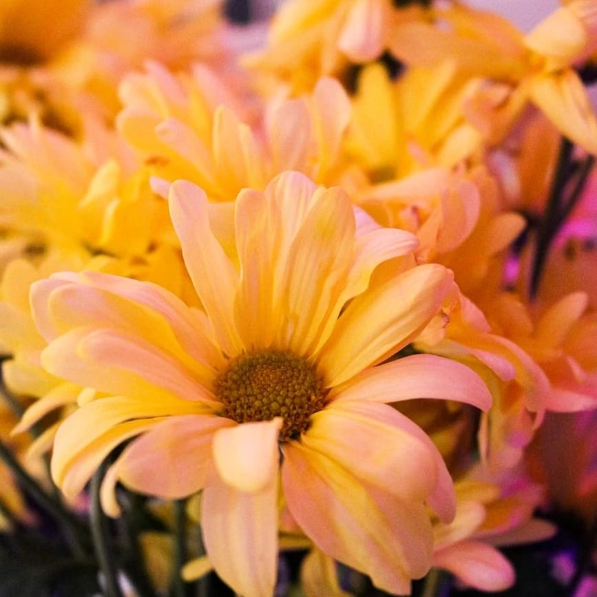 Flowers in Dubai Jumeirah