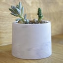 Суккулент в сером бетонном кашпо