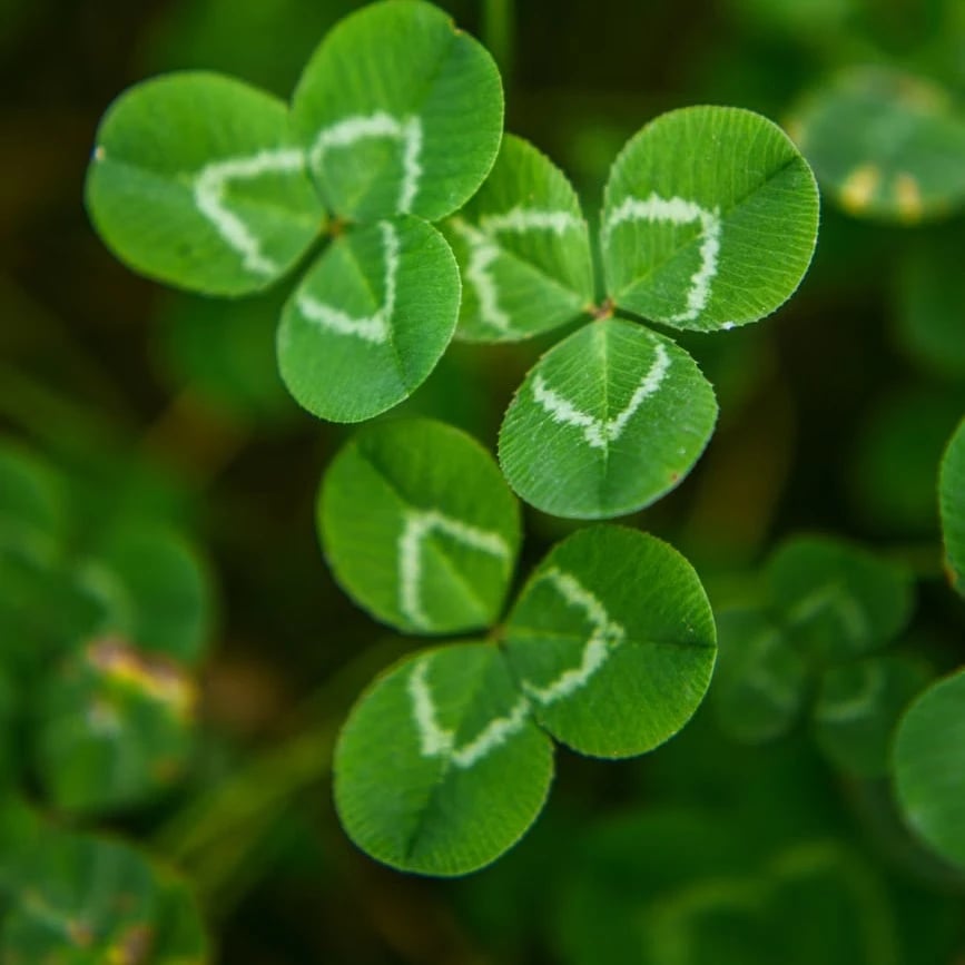 Three-leaf clover growing among green foliage