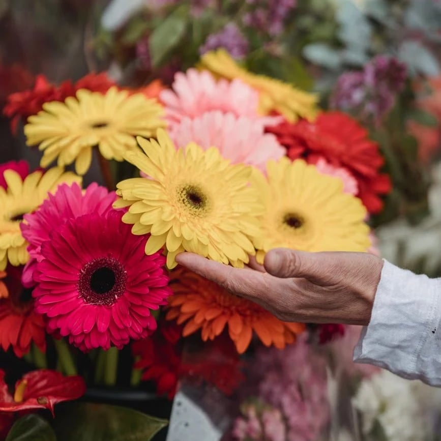 Flowers in Al Fujairah