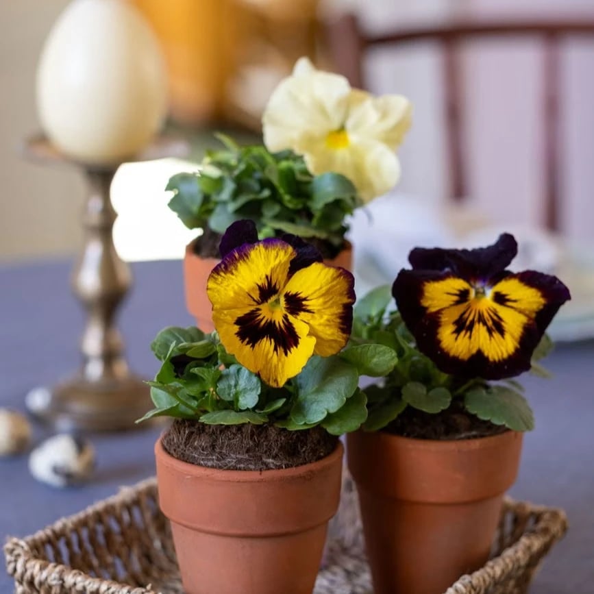 Potted pansies and a mixed pansy floral arrangement