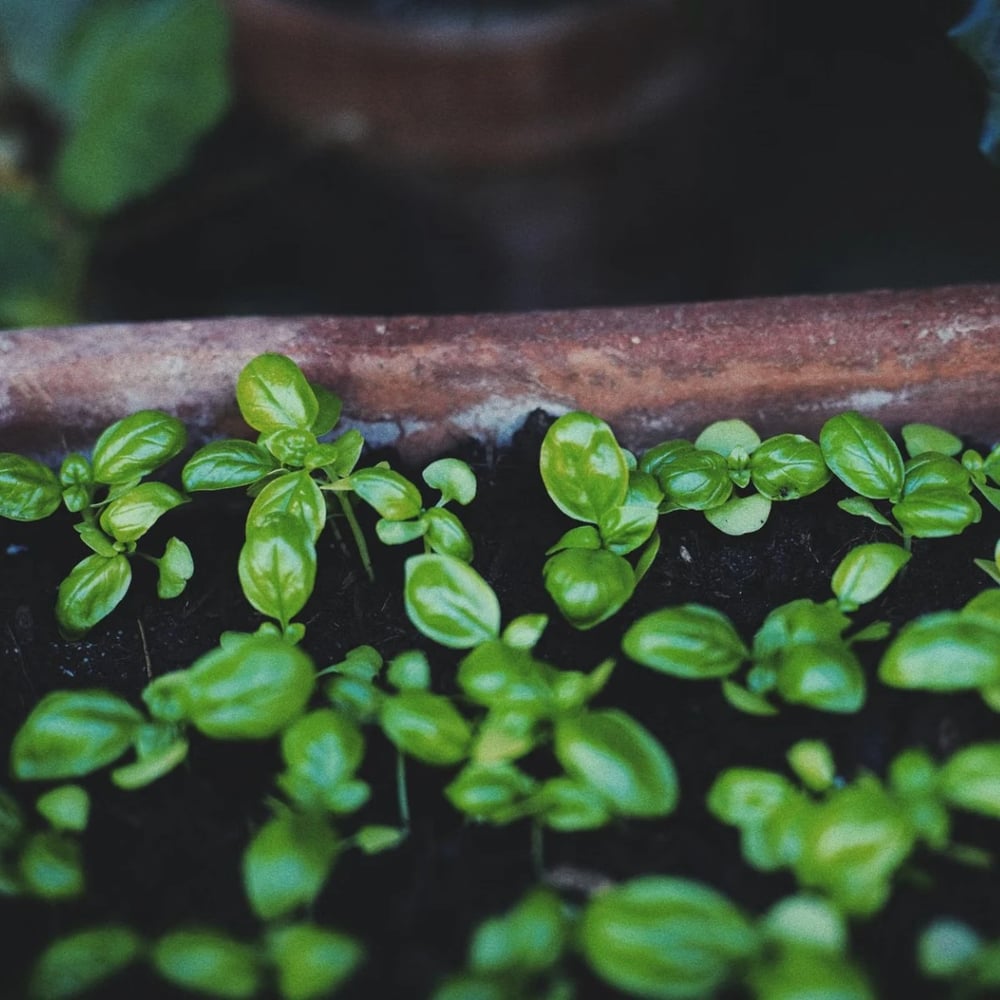 Basil seedlings growing in a seed-starting tray