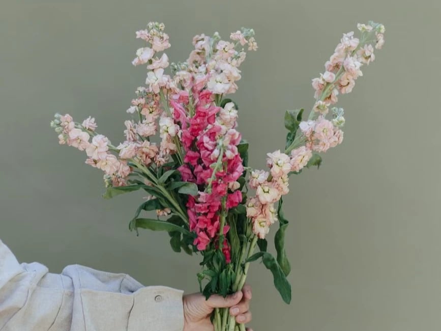 Snapdragons in a mixed bouquet