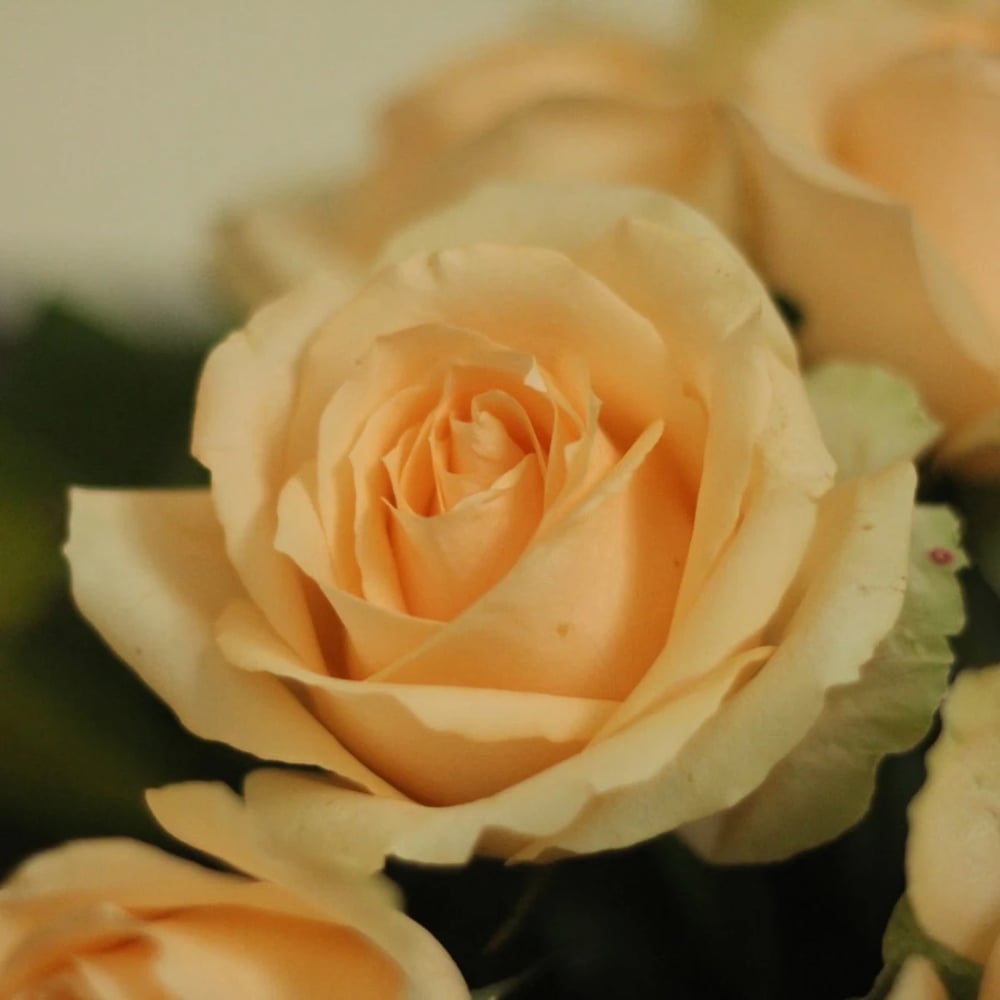 Roses flowers