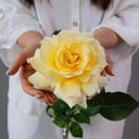 Букет «Кремовая Роза Кендилайт»