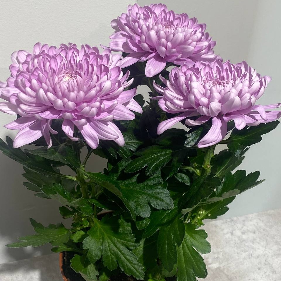 Комнатное растение Хризантема в горшке