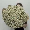 Букет «Ромашка кустовая 75шт»