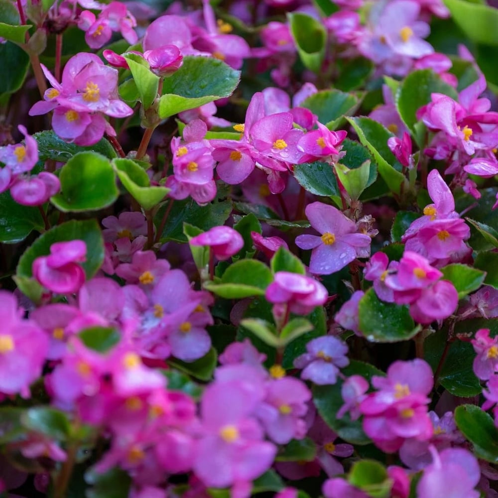 Flowering wax begonia plant