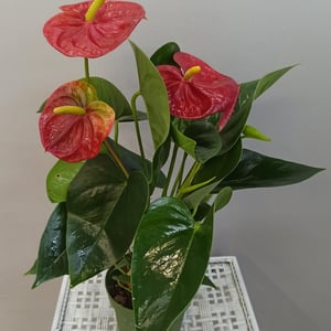 Антуриум красный