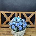 Корзина из диантуса "Пояс Венеры"