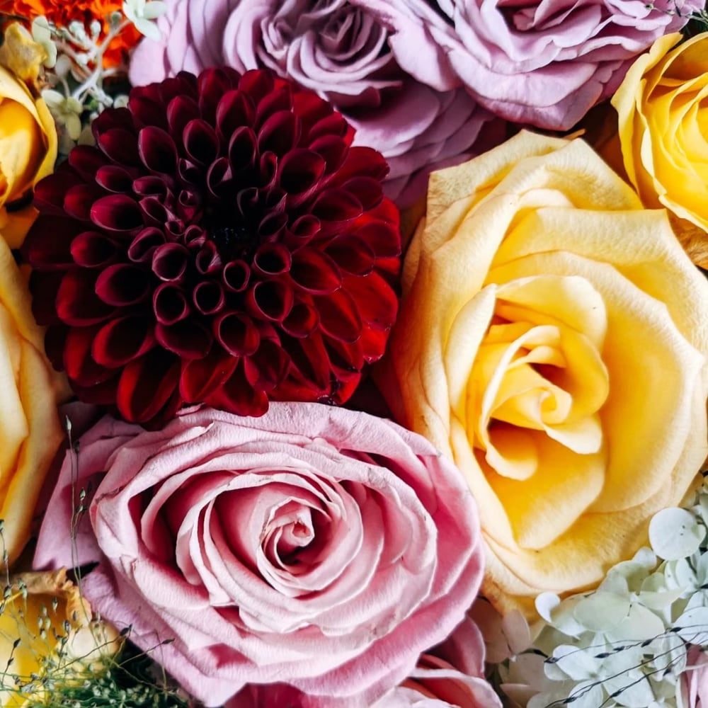 Flowers in Al Ain