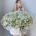 Букет «Корзина с гипсофилой и ромашкой»