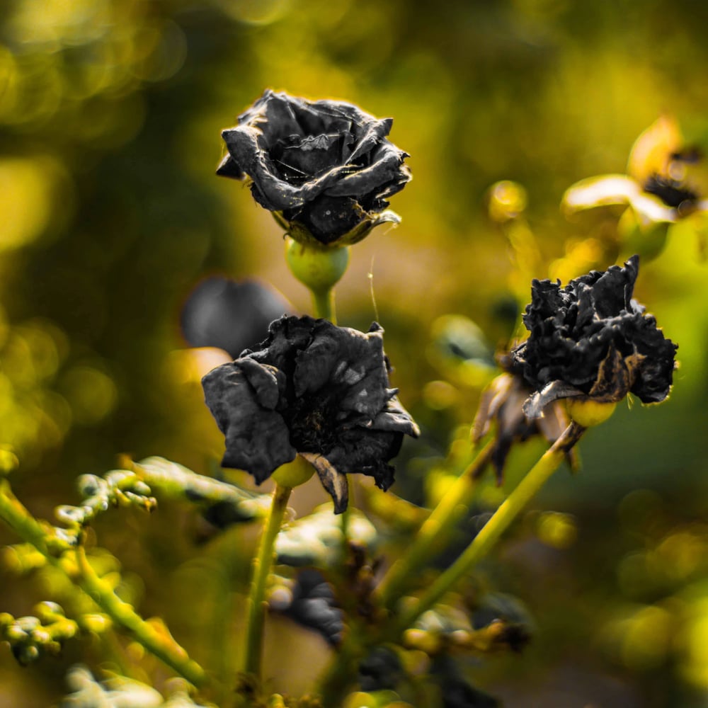 Black roses arrangement