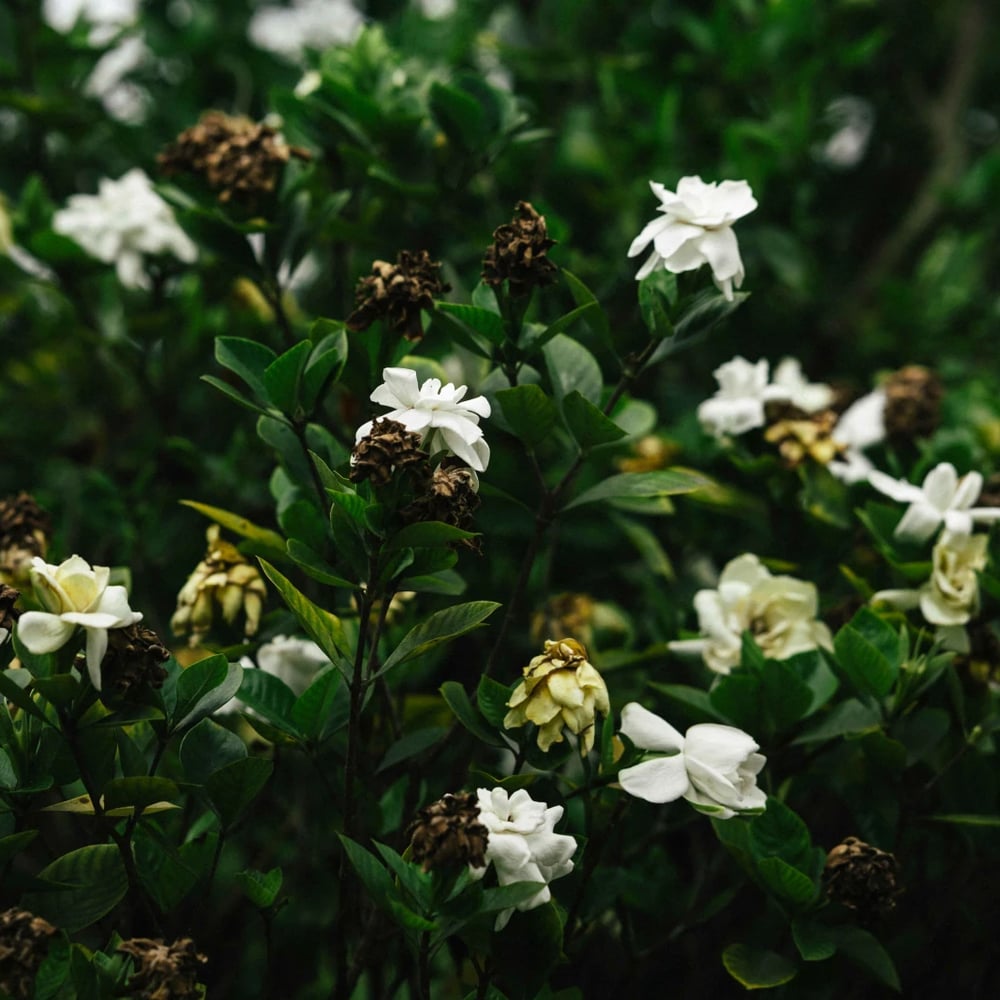 White gardenia flowers on the bush