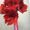 Букет «Три прекрасных красных Амариллиса» из экзотических цветов