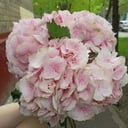 Букет из 5 нежных гортензий