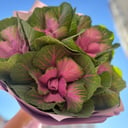 Букет «5 сиреневой брассики в оформлении»