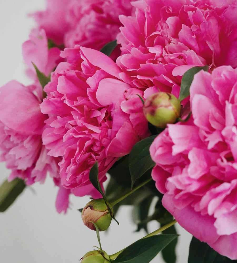 Flowers in Brockton MA delivery