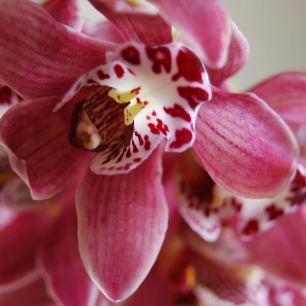 Orchid delivery
